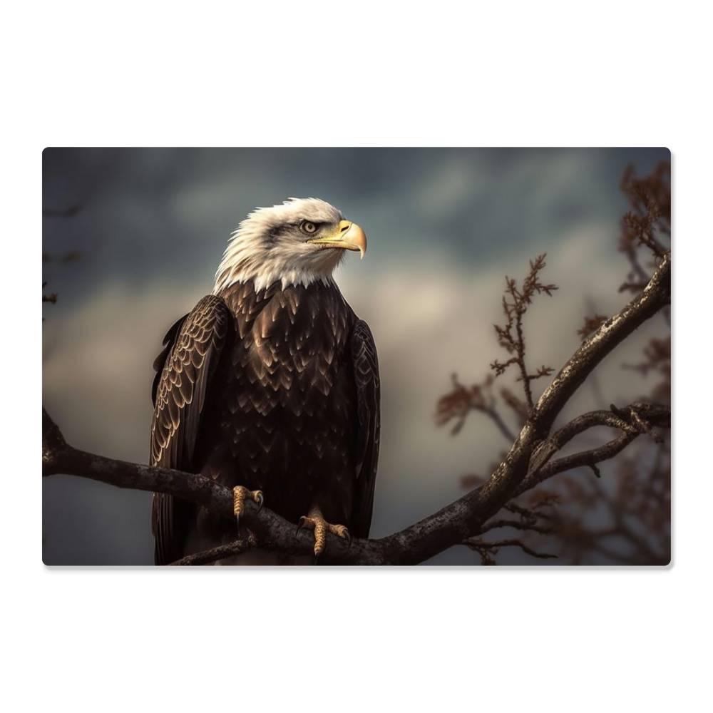 high gloss metal print of a bald eagle