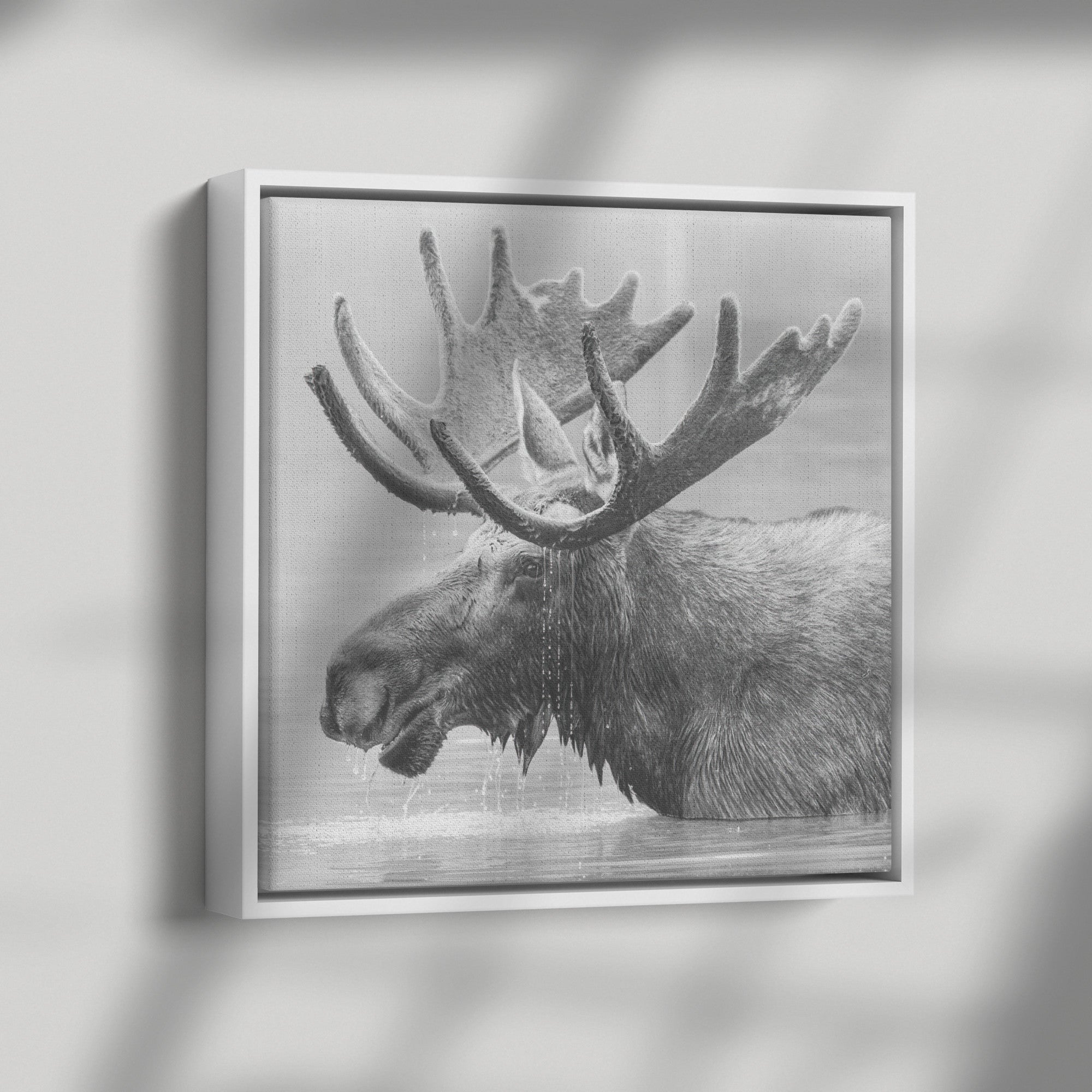 moose, black and white - Tailored Wall ExpressionsCanvasframedcanvasblk36x36