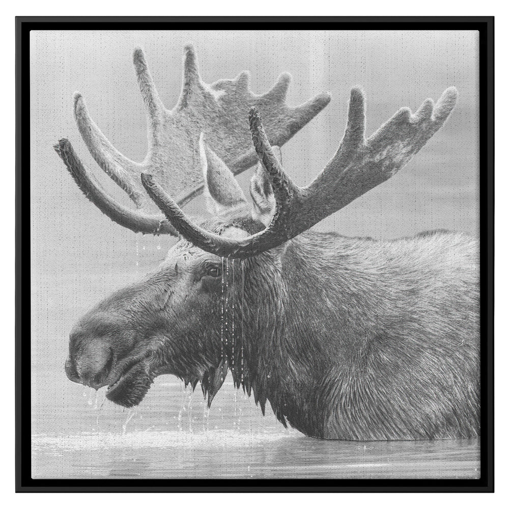 moose, black and white - Tailored Wall ExpressionsCanvasframedcanvasblk36x36