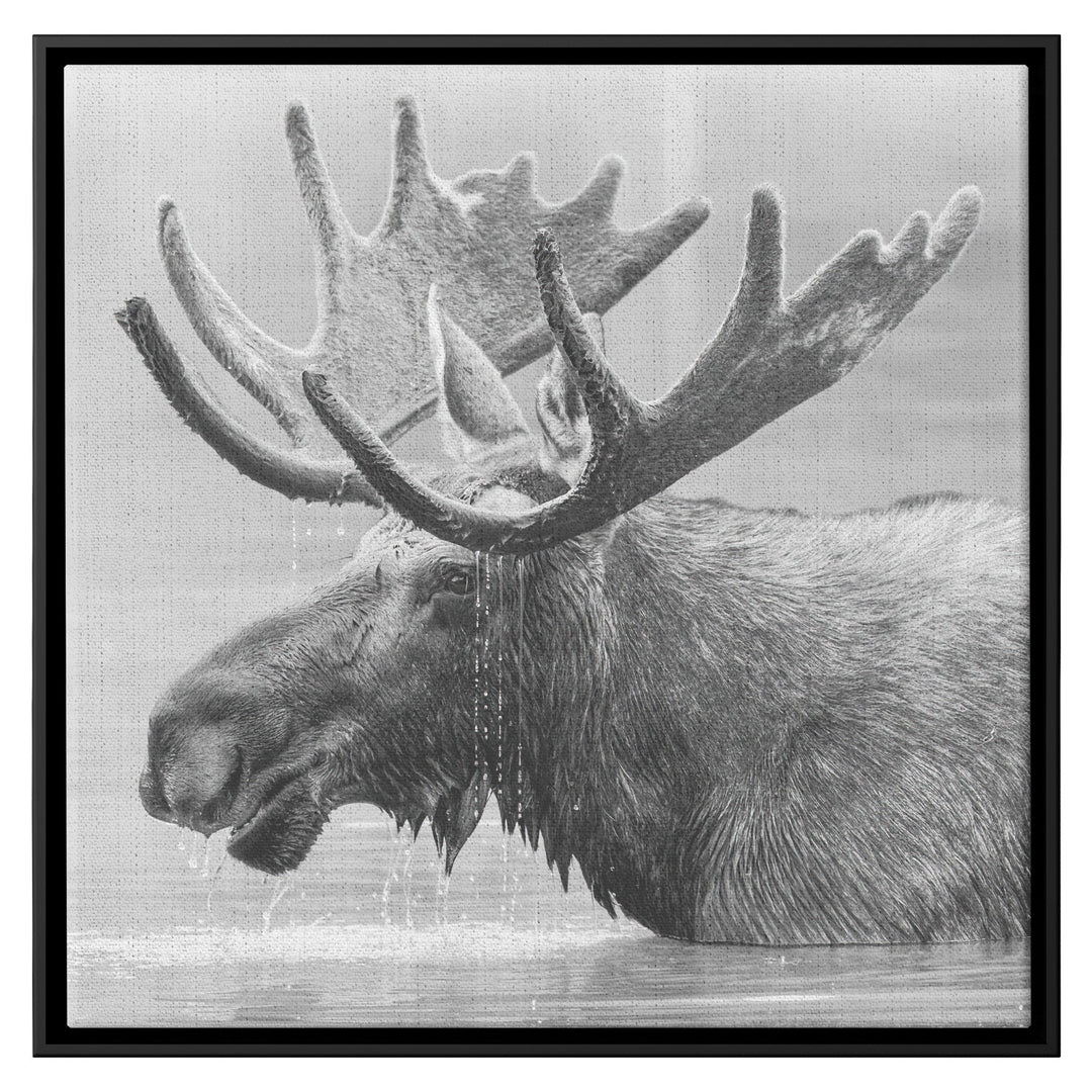 Framed black and white print of a moose on matte canvas Canvas teelaunch Black 36x36